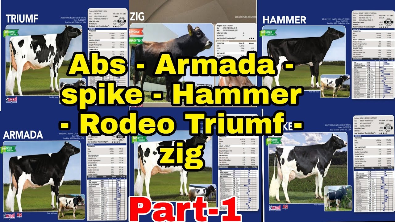 #Absbull के नए TOP 6 bull! #Armada #spike #Hammer #Rodeo #Triumf #zig part-1