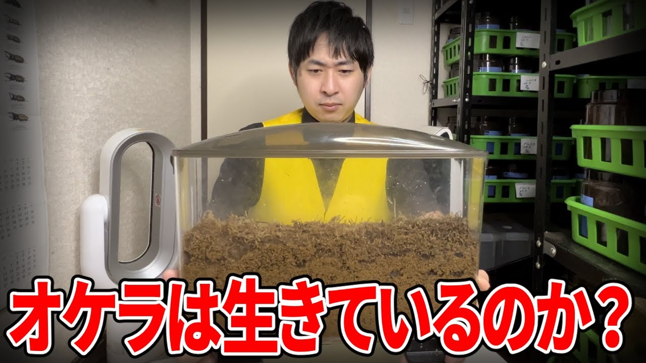 ３ヶ月放置していたオケラの家を壊してみた