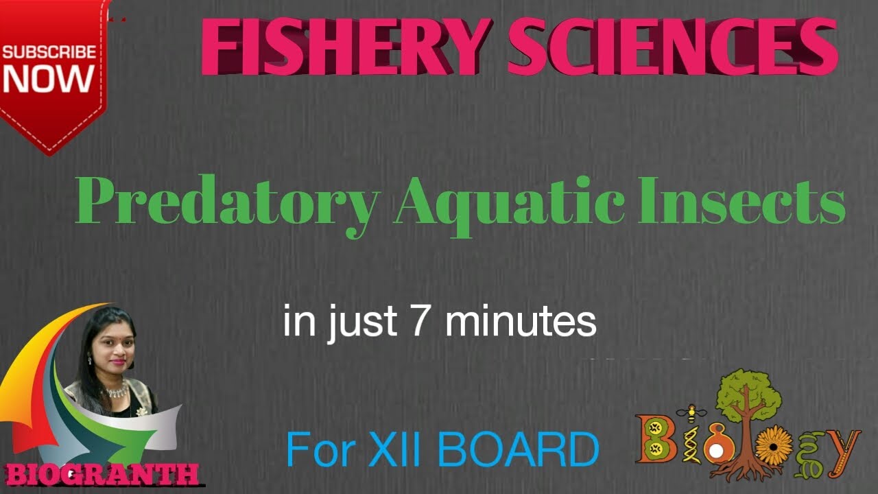 Predatory Aquatic Insects (12th Board)