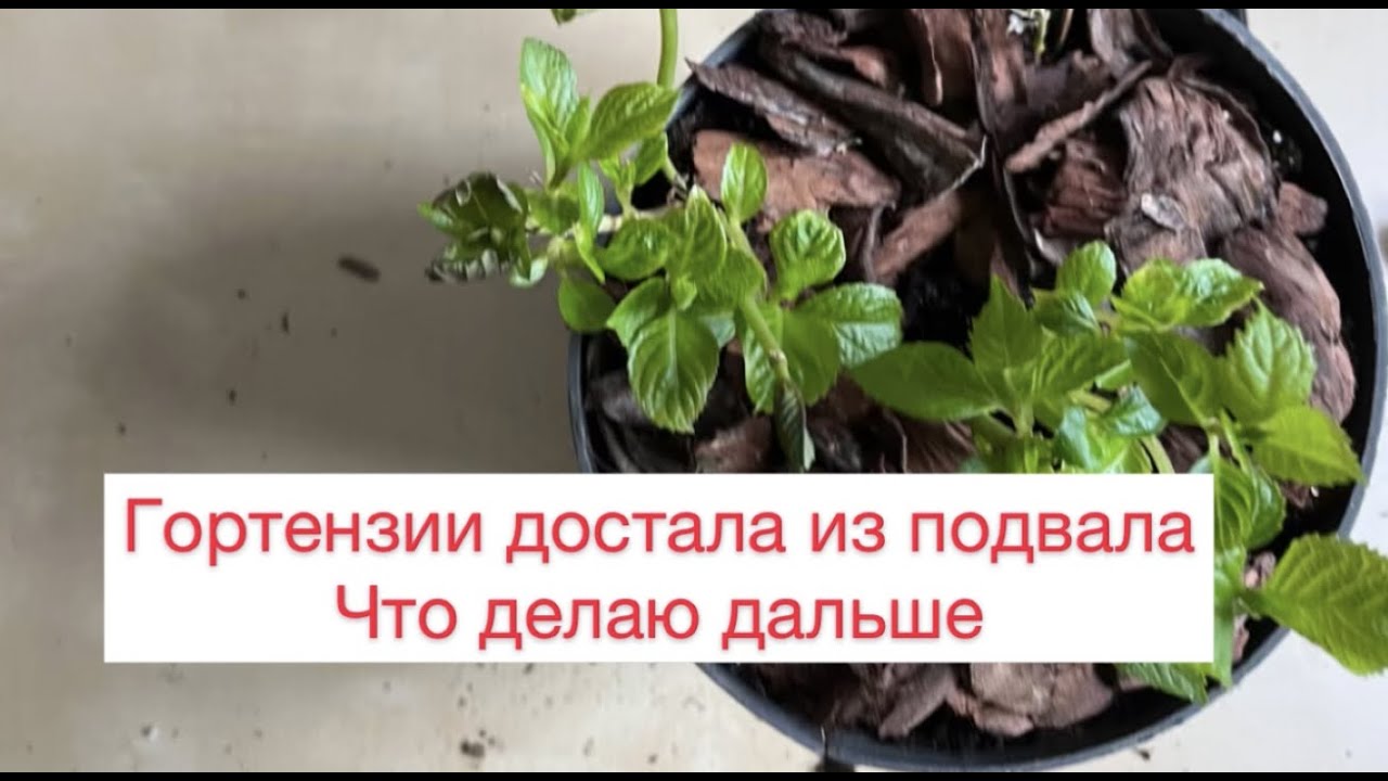 Гортензии достала из подвала Что делаю дальше