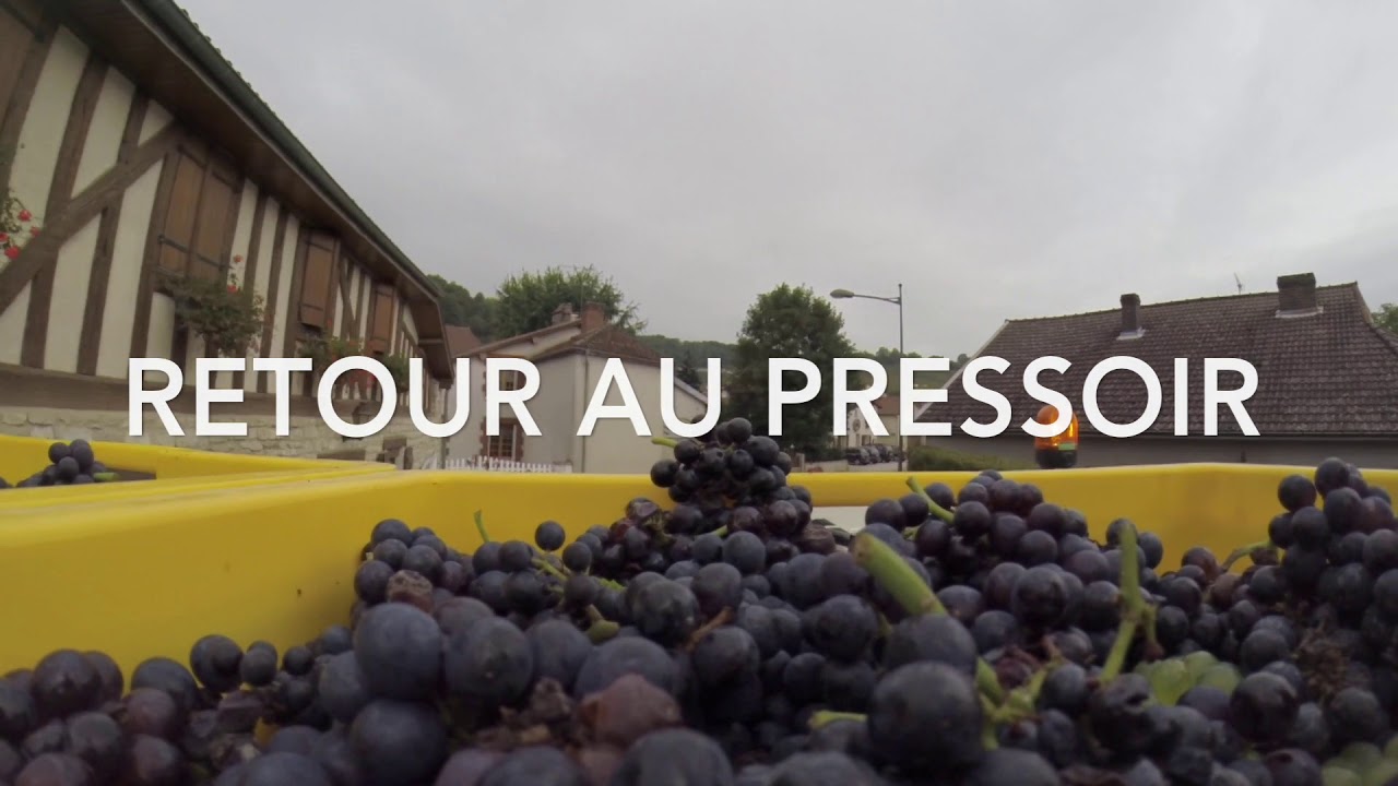 Vendanges 2018 - Champagne A. VIOT & Fils