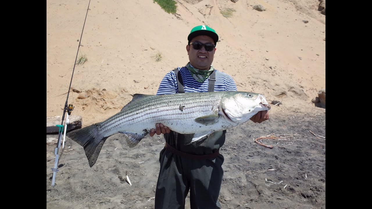 NORTHERN CALIFORNIA SURF FISHING - 20LB STRIPED BASS - SP MINNOW