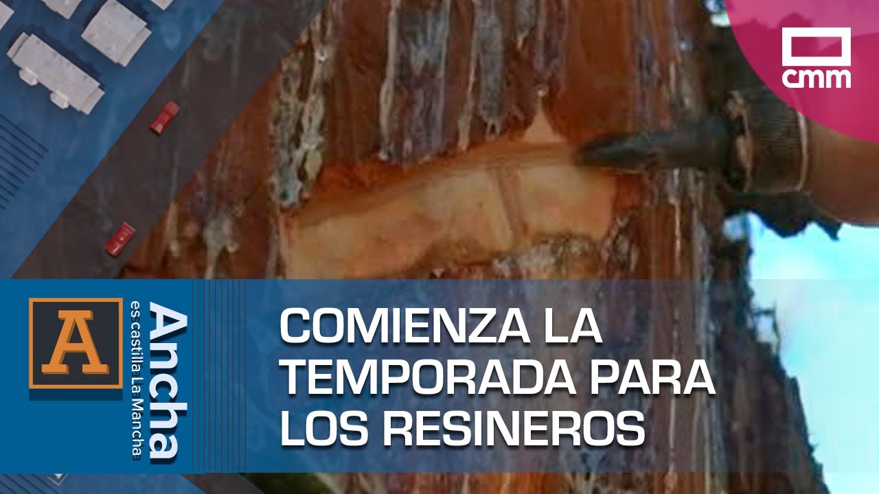 Comienza la temporada para los resineros de Cobeta | Ancha es Castilla-La Mancha