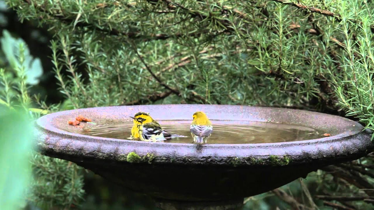 Townsend's Warblers on Johnson Creek