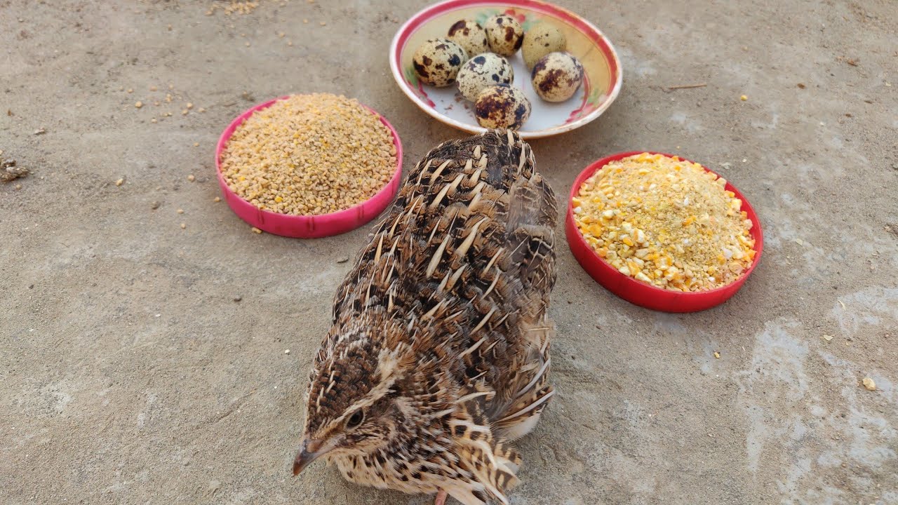 কোয়েল পাখির খাদ্য তালিকা। কখন কোন খাবার খাওয়াবেন ? Food list of quail birds