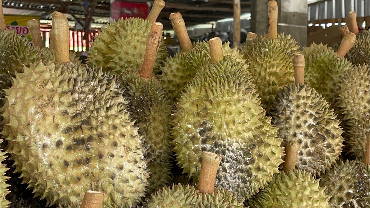 ทุเรียนหมอนทอง 📣ร้านเจ้แต๊กทุเรียนระยอง เปิดร้านทุกวันเลย #thailand 