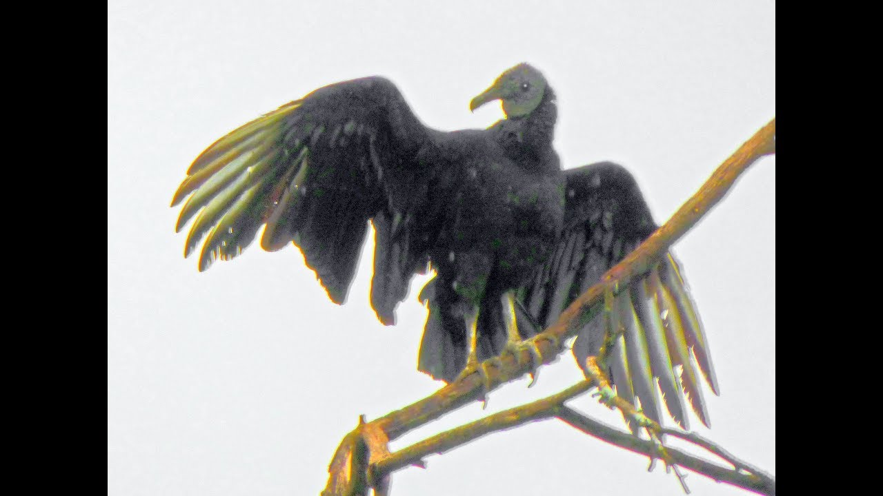 Geier und andere Vögel in Brasil - Diaschau - HD