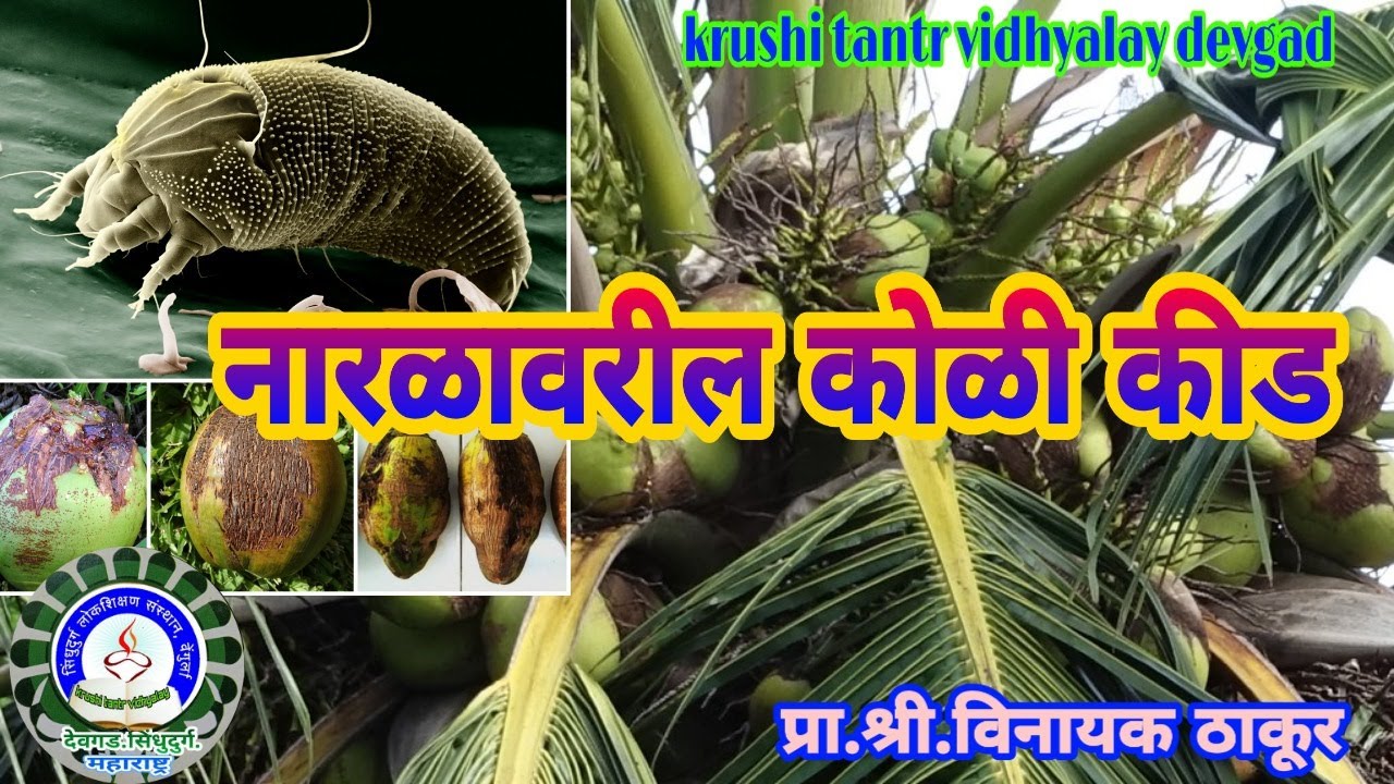 नारळावरील कोळी कीड नियंत्रण(एरीयोफाईड माईट )Major Insect on Coconut/Narla varil Eriophyid mite Kid