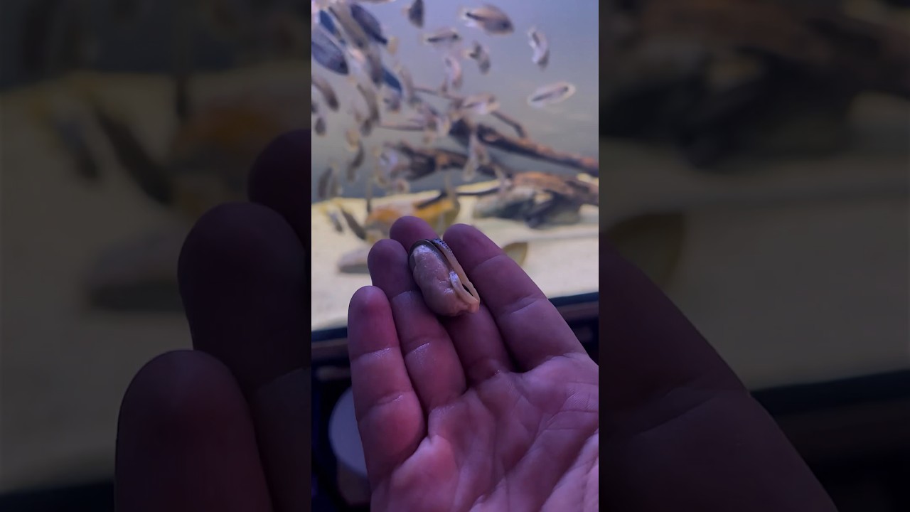 50 cichlids vs 1 mussel 😈 #cichlid #feedingtime #viejamelanura