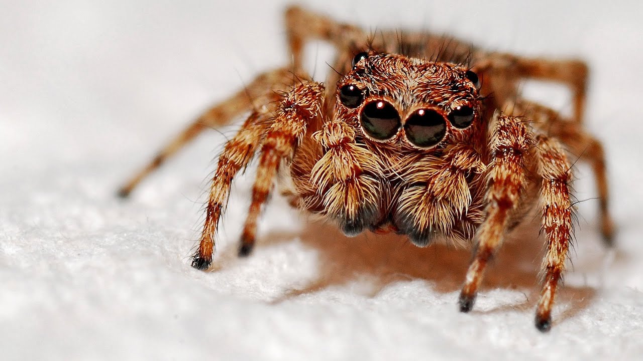 THE BEST SPIDER SOUND EFFECTS