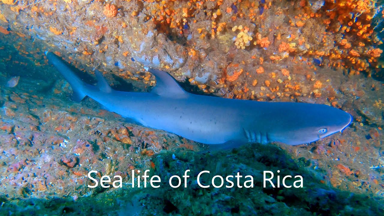 SCUBA diving in Costa Rica, Guanacaste.