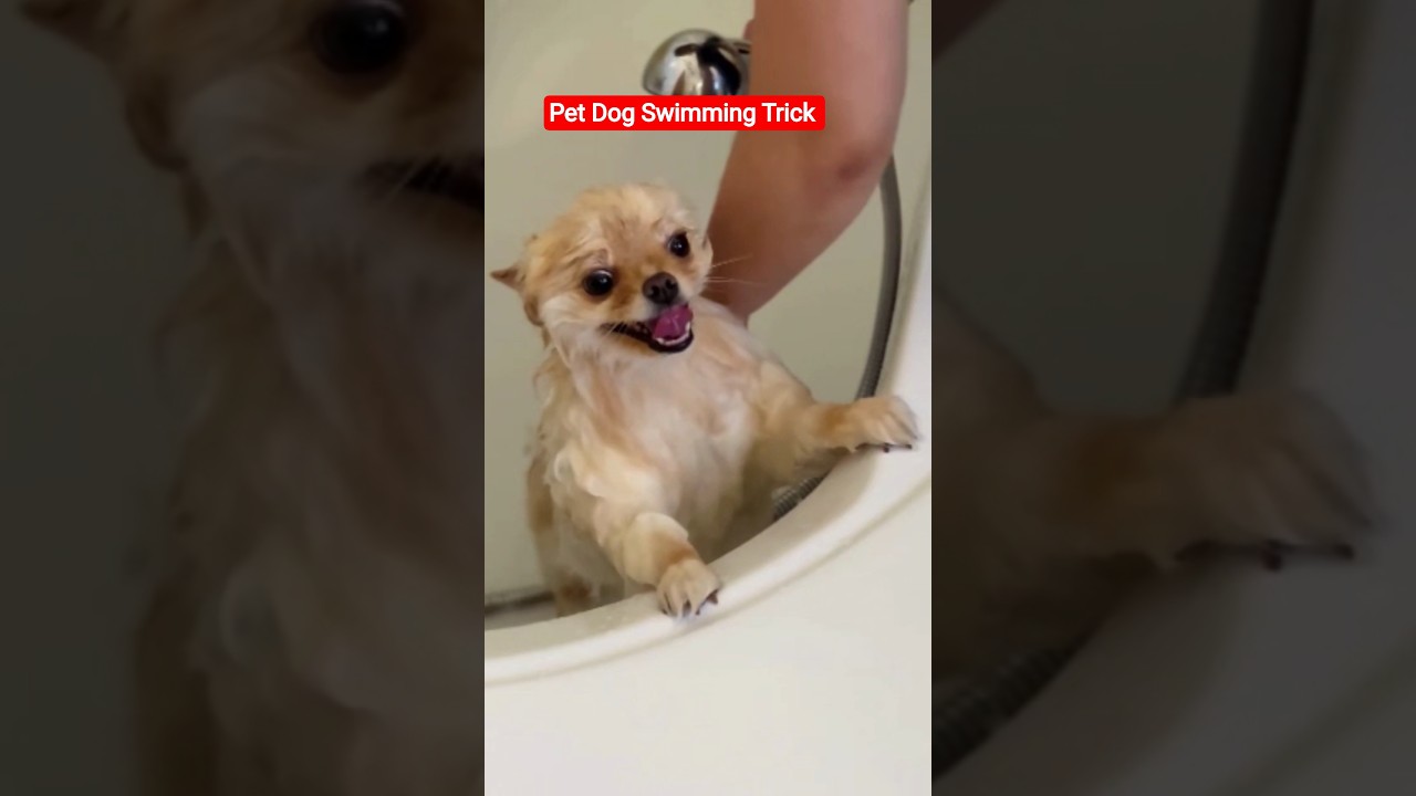 Pet Dog Swimming Trick | Pet Dog Bathing Shampoo | Dog playing time in pool 