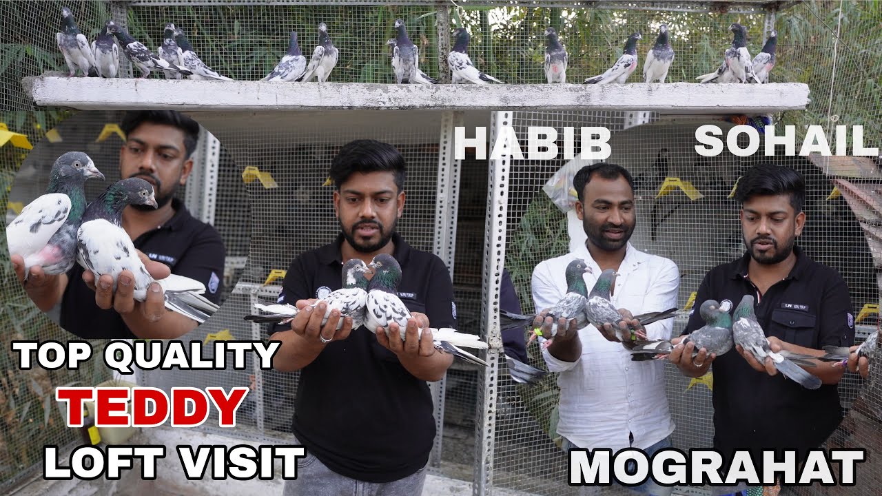 TOP QUALITY PURE TEDDY PIGEON LOFT VISIT AT MOGRAHART , SOUTH 24 PARGANAS - 7980050800 /  7501302860