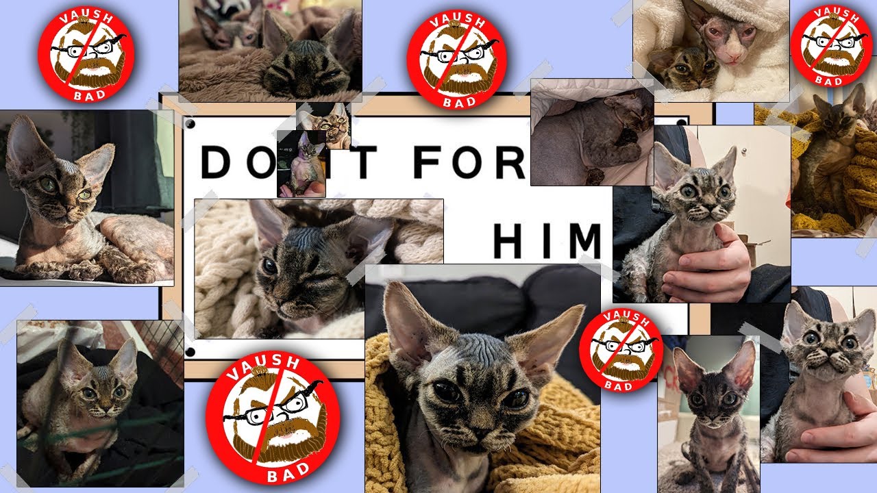 A Very Special okbuddyvowsh Meme Reaction in Honor of Daniil 🖤