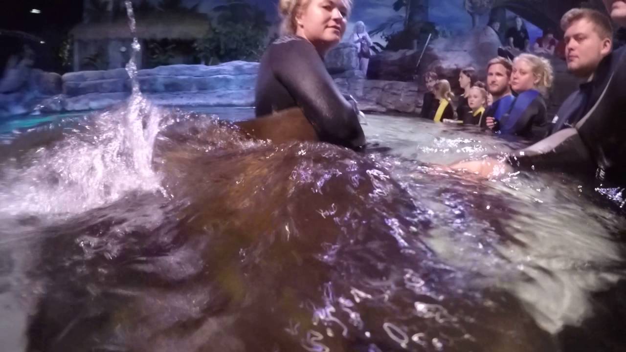 Swimming with stingrays at the Ripley's Aquarium of the Smokies in Gatlinburg, TN
