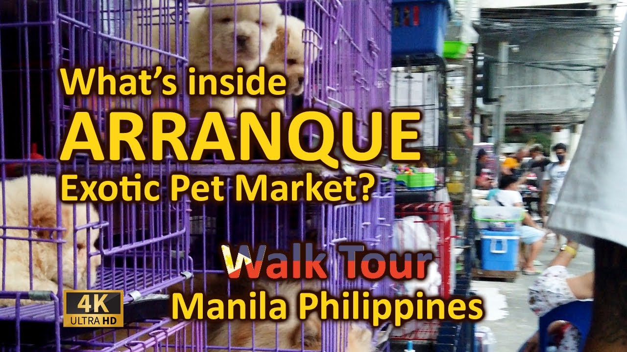 Let's See What's Inside ARRANQUE Exotic Pet Market.