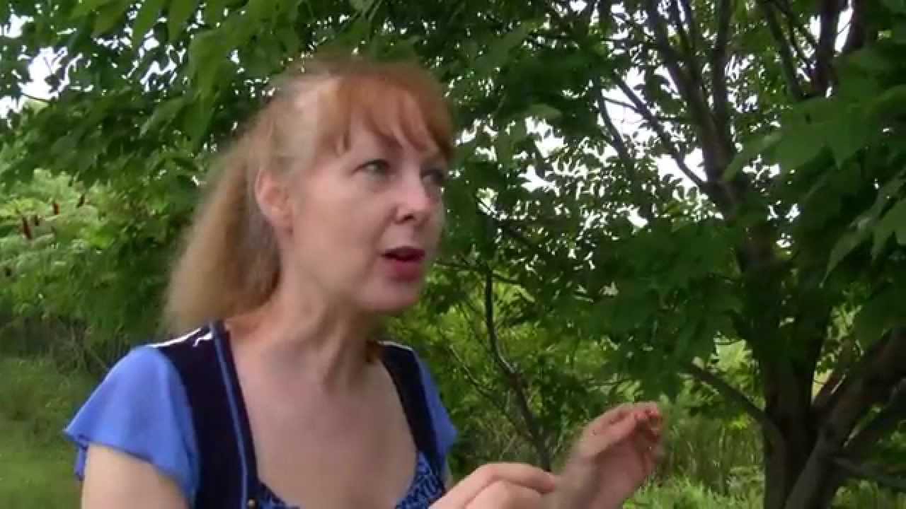 L'identification des feuilles des arbres