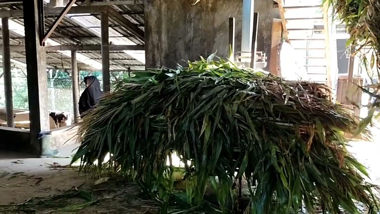 PROSES PEMBUATAN SILASE DALAM BUNKER BETON