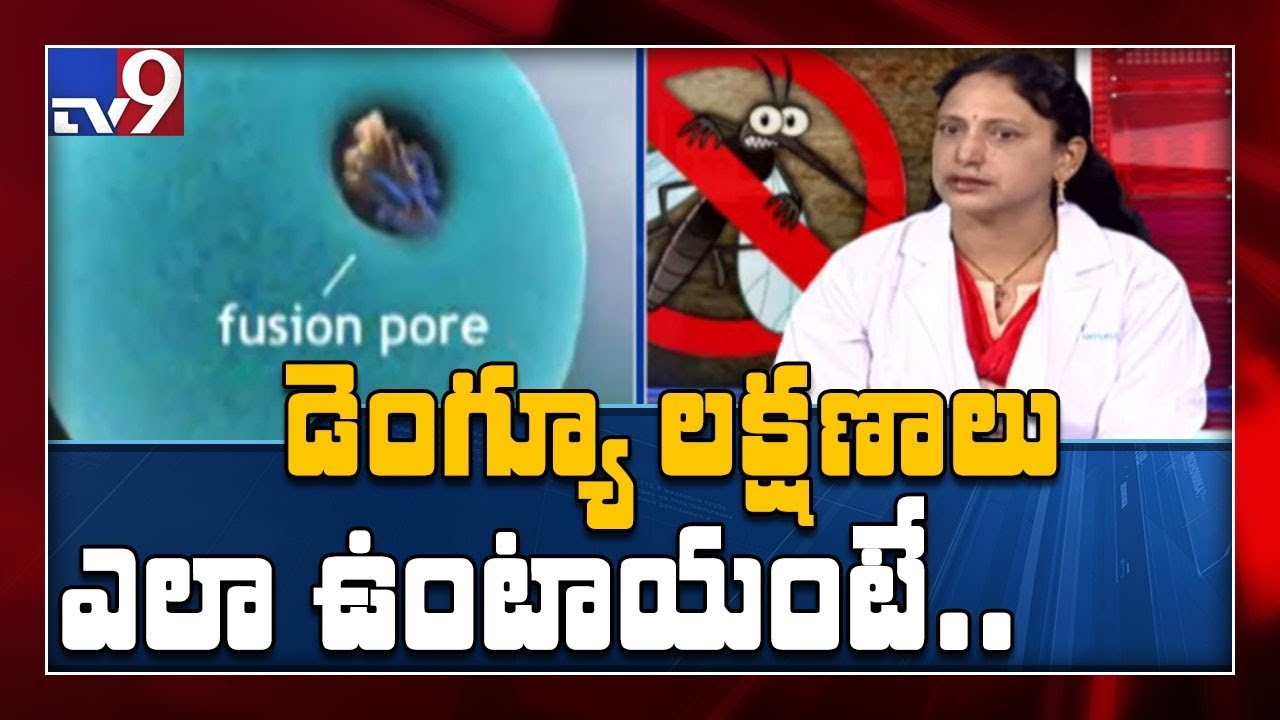 What is dengue symptoms and prevention ? -  TV9