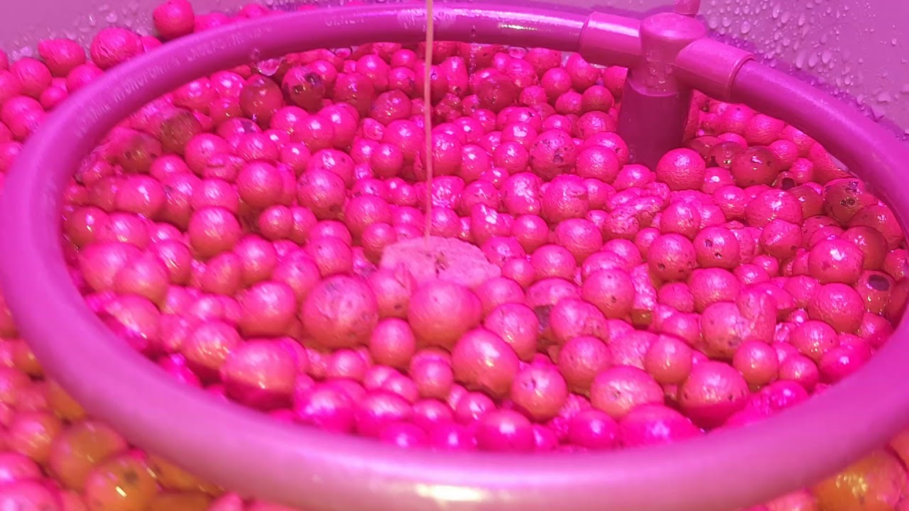 Blueberry Autoflower day 6
