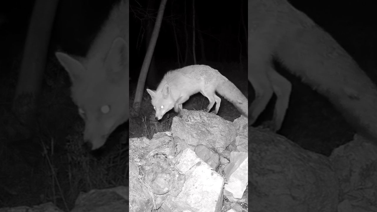 fauna selvatica con la fototrappola - #cinghiale #animali #fototrappola #shorts