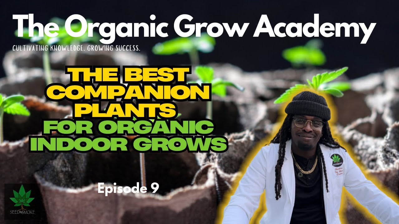 Best Companion Plants for Organic Indoor Grows | Bigger Buds, Fewer Pests, Naturally! 🌱