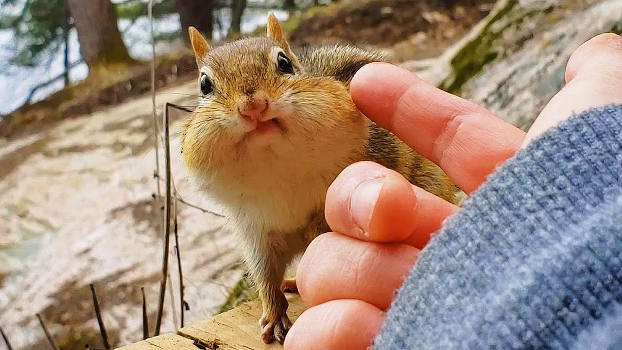긴장한 다람쥐 월리 수염 살살 만지기 Gently Stroking Chipmunk Wally's Whiskers