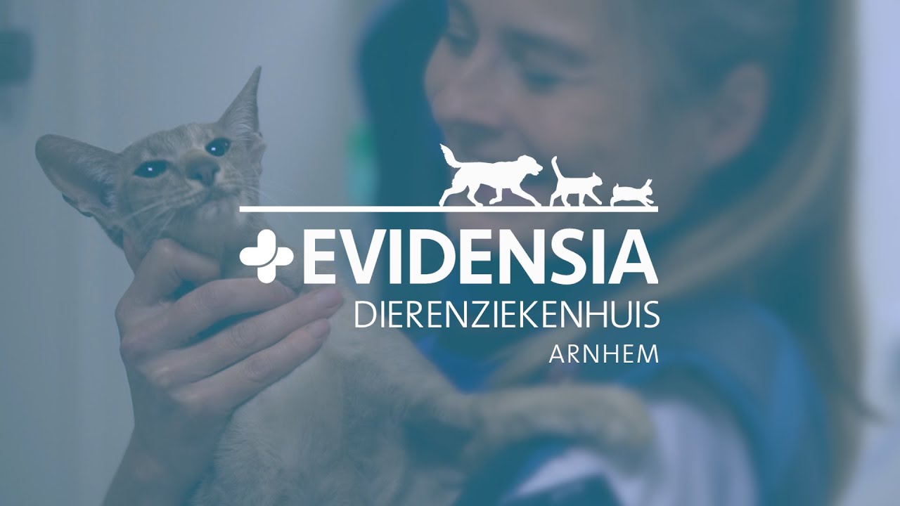 Evidensia Dierenziekenhuis Arnhem Eerstelijns Spoedarts