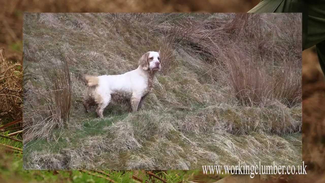 Working Clumber Spaniel