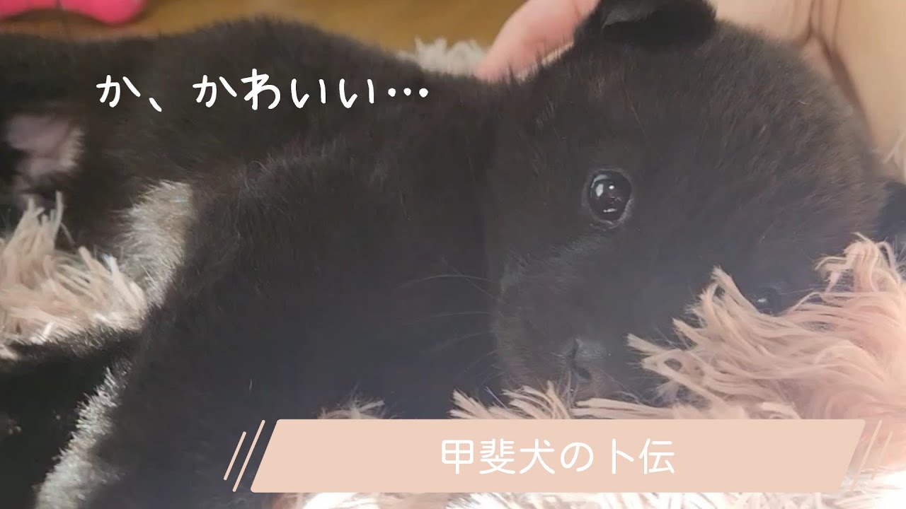 【甲斐犬】子犬をおで向かいしたら可愛い過ぎた