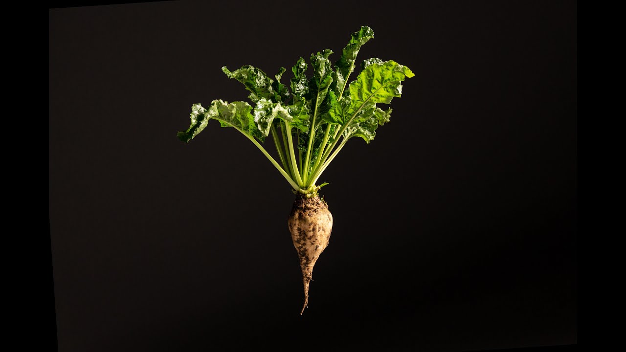 An ode to the sugar beet