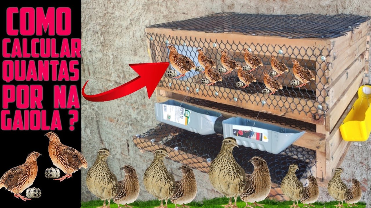 QUANTAS CODORNAS CABEM EM UMA GAIOLA ou METRO QUADRADO?