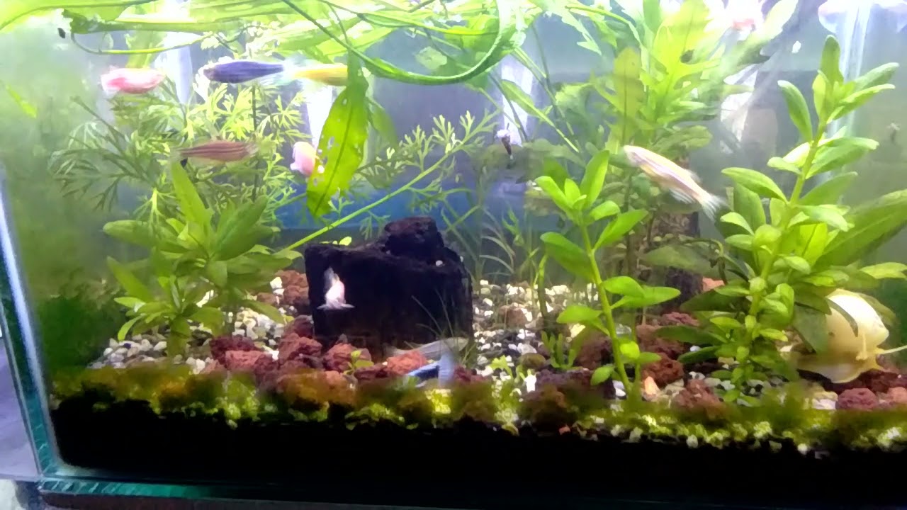 5 gals planted tank.