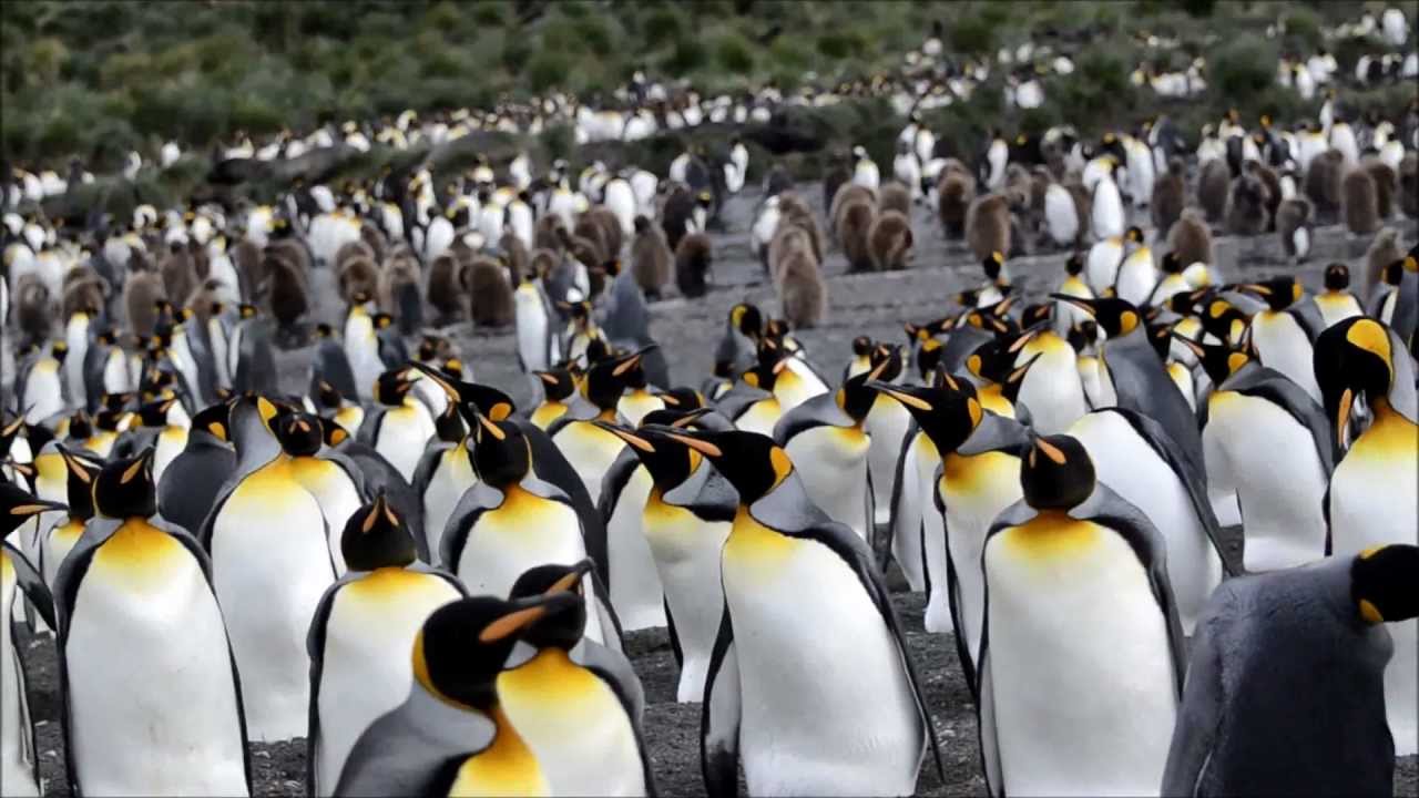 King Penguins Nesting