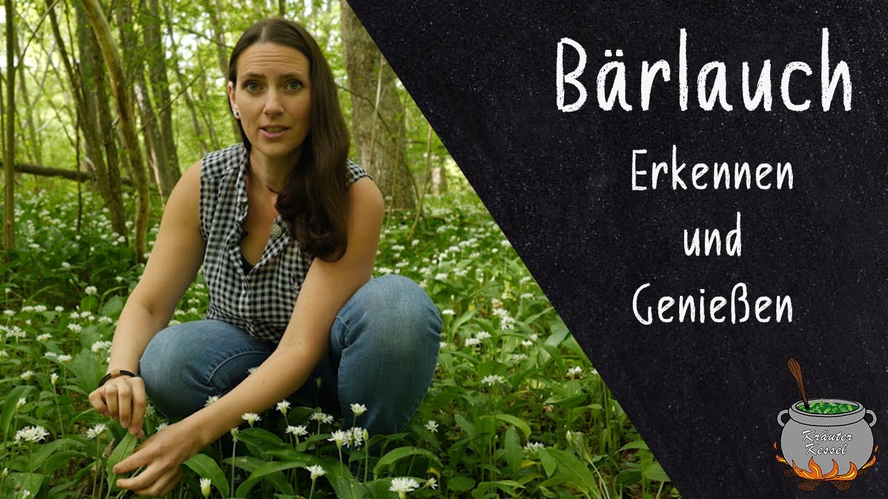 Bärlauch – Erkennen, Sammeln und Genießen 🌿 Dein Frühlingskräuter-Guide
