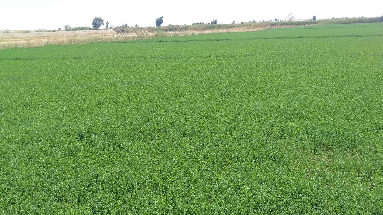 ارض تمليك و خالصه من الدوله 20فدان للبيع تميلك بجوار الاسفلت العام للتواصل 01121523076