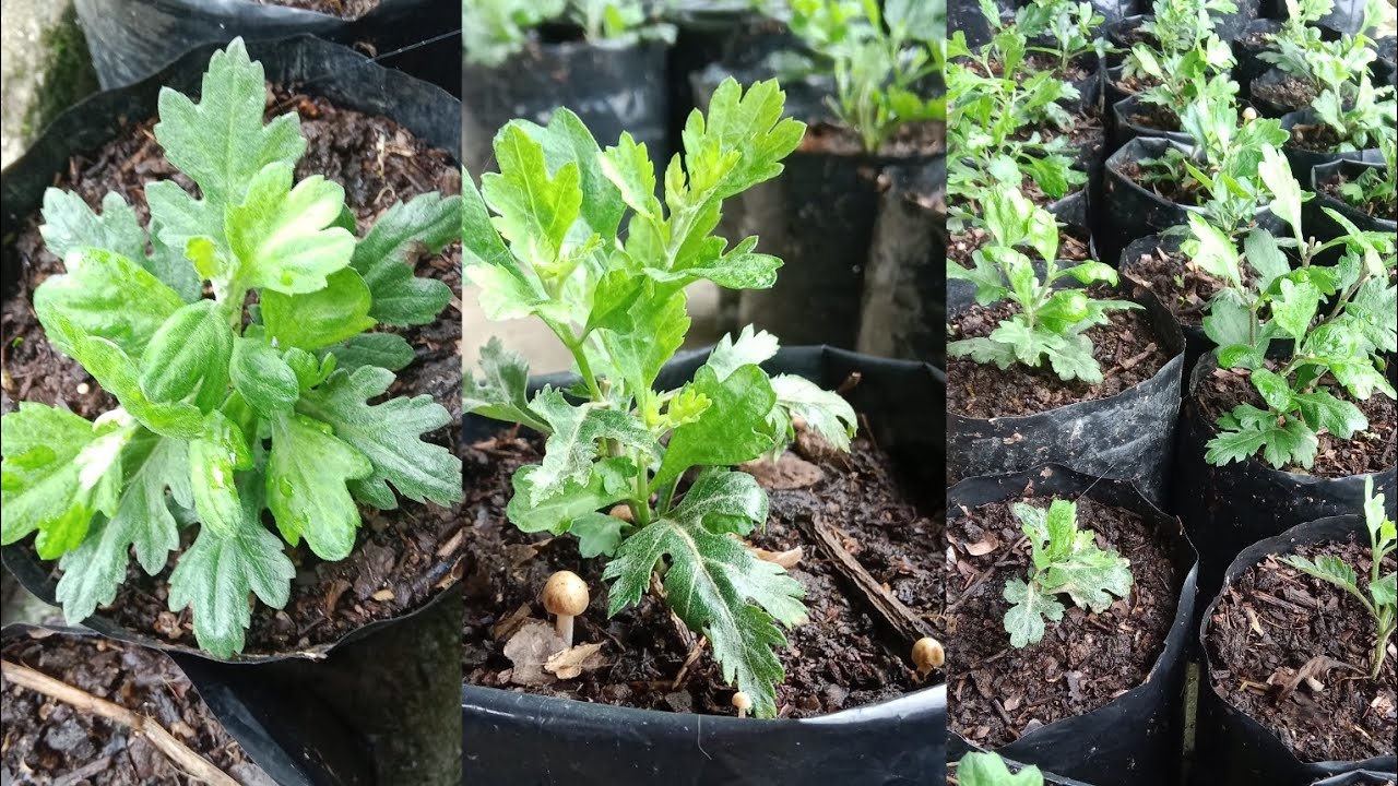 How to pinch chrysanthemum plant(Godavari  flower)How to make bushy plant ###
