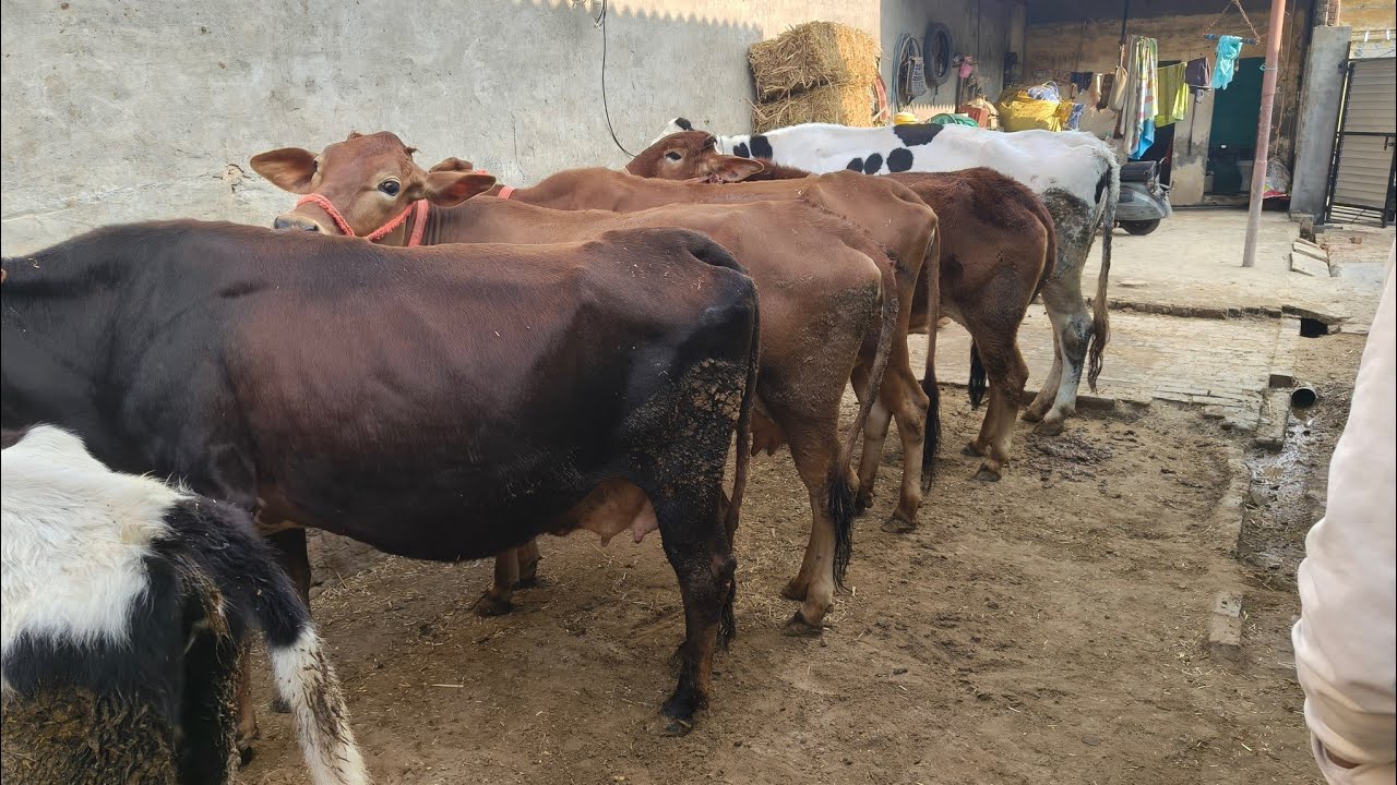 97799-15273, ਟੋਕਣਾ ਦੱਬਣਾ ਗਾਵਾਂ ਵਿਕਾਊ ਪਿੰਡ ਦਾਨਗੜ੍ਹ ਧਨੋਲਾ ਬਰਨਾਲਾ