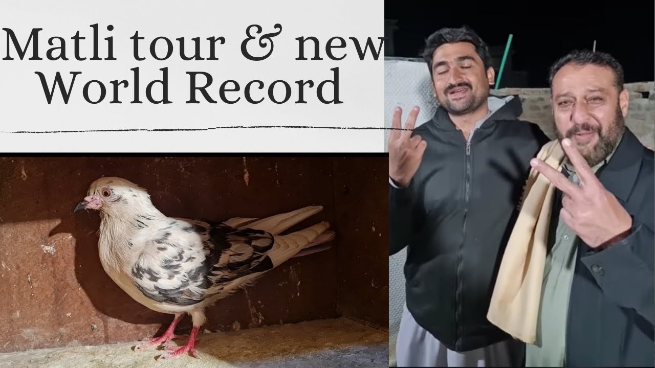 Matli kay kabootar ka naya world record 2021