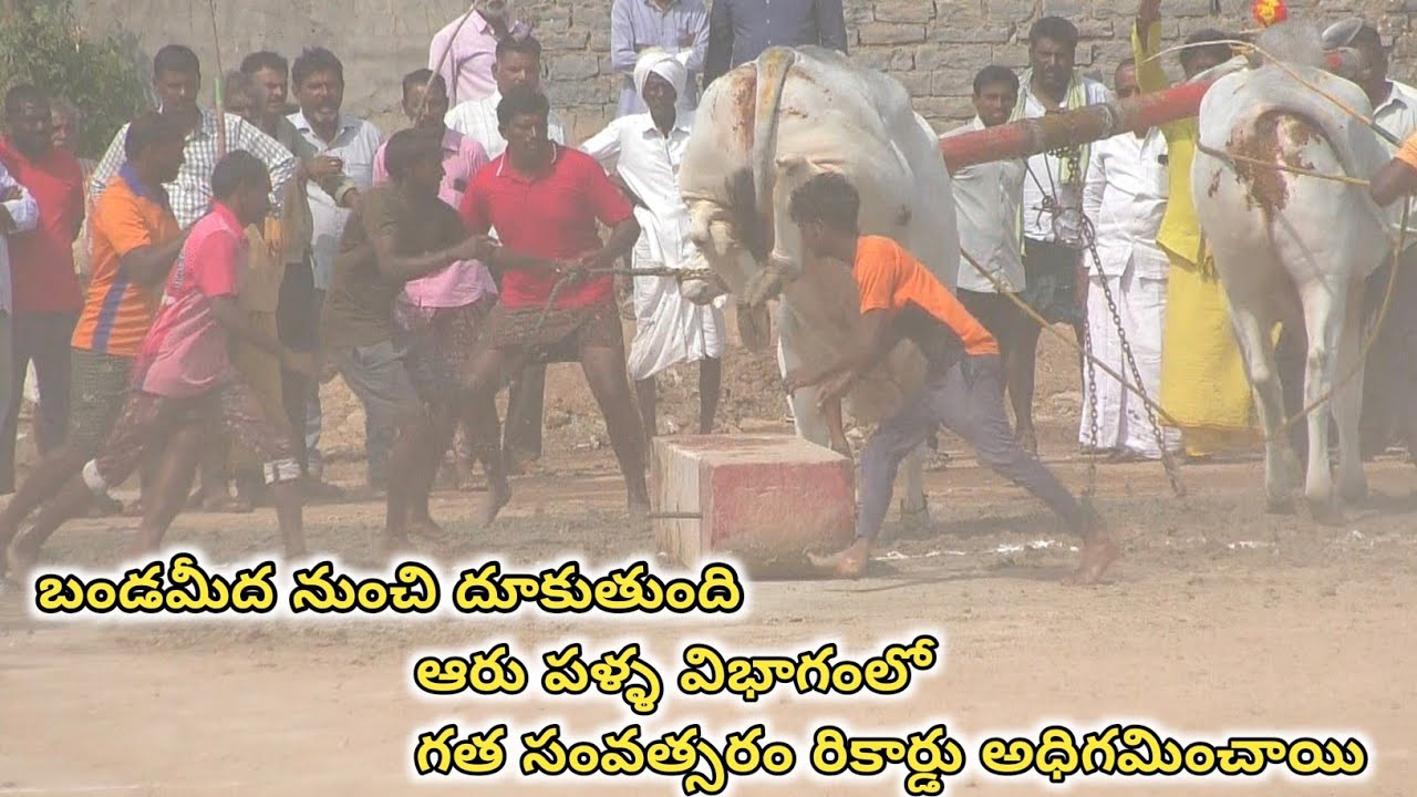 ధర్మవరం ఆరు పళ్ళ 1🏆 విజేత రికార్డు బ్రేక్ చేశాయి _B L K బుల్స్  శశాంక్ ,శ్రేయ గారు వెంకటగిరి గ్రామం 