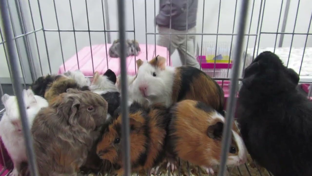 Pequenos animais na AgroPonte 2022: peixes Betas machos, Porquinho da Índia, ramster anões e outros