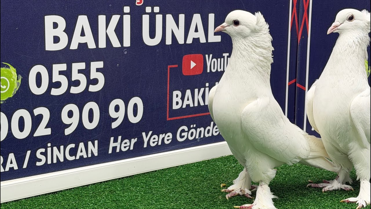 🏆❗👑 Canlı Güvercin Mezatı #Mezat BAKİ ÜNAL 🏆❗👑