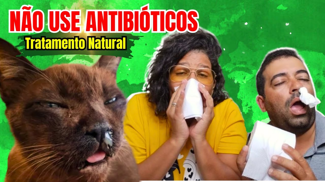 RINOTRAQUEITE INFECCIOSA FELINA Gato Gripado com tosse, secreção tratamento natural