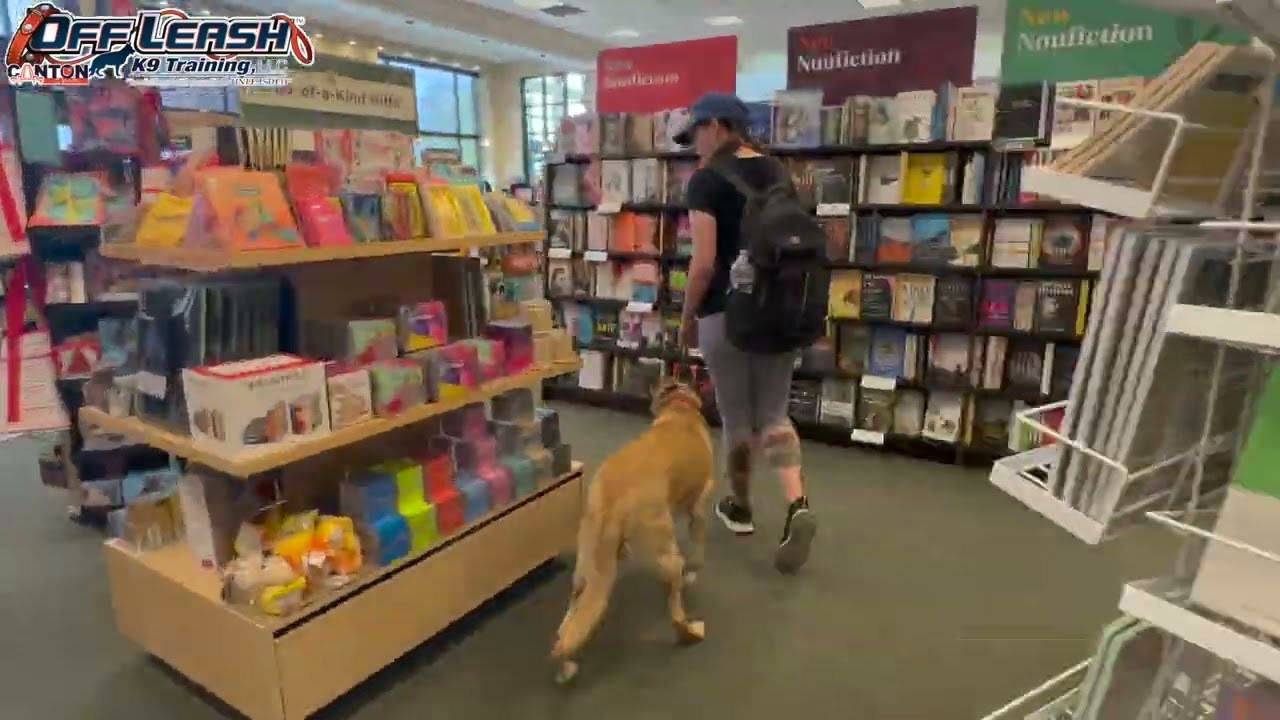 Zak | 3 Year Old Belgian Malinois | 2 Week Board and Train | E-Collar Obedience