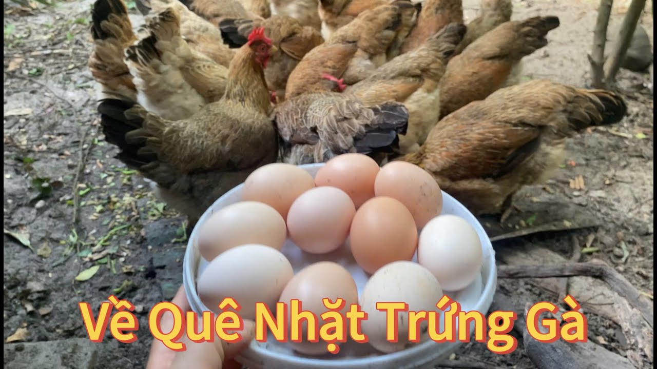 Về Quê Chăm, Ngắm, Và Những Lần đi Nhặt Trứng Gà @BeeandBean #2025  #vềquê #chicken #egg