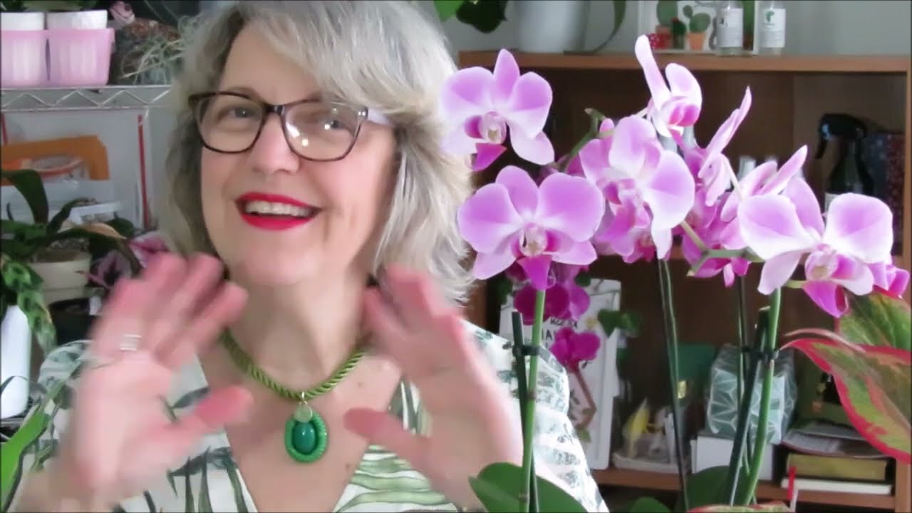 Cómo se cuida una planta de Pilea mollis  con hojas deshidratadas y secas para rehidratarla #425