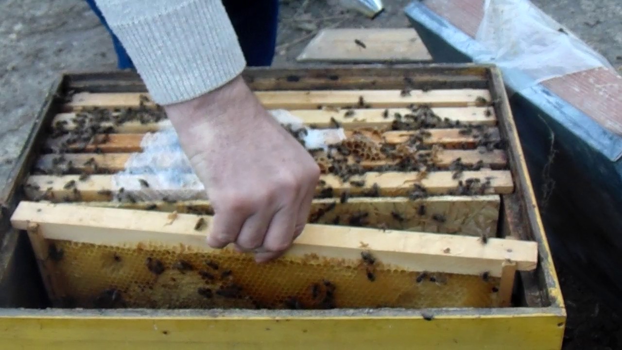 Albine 25 Martie stimulare cu sirop la punguta