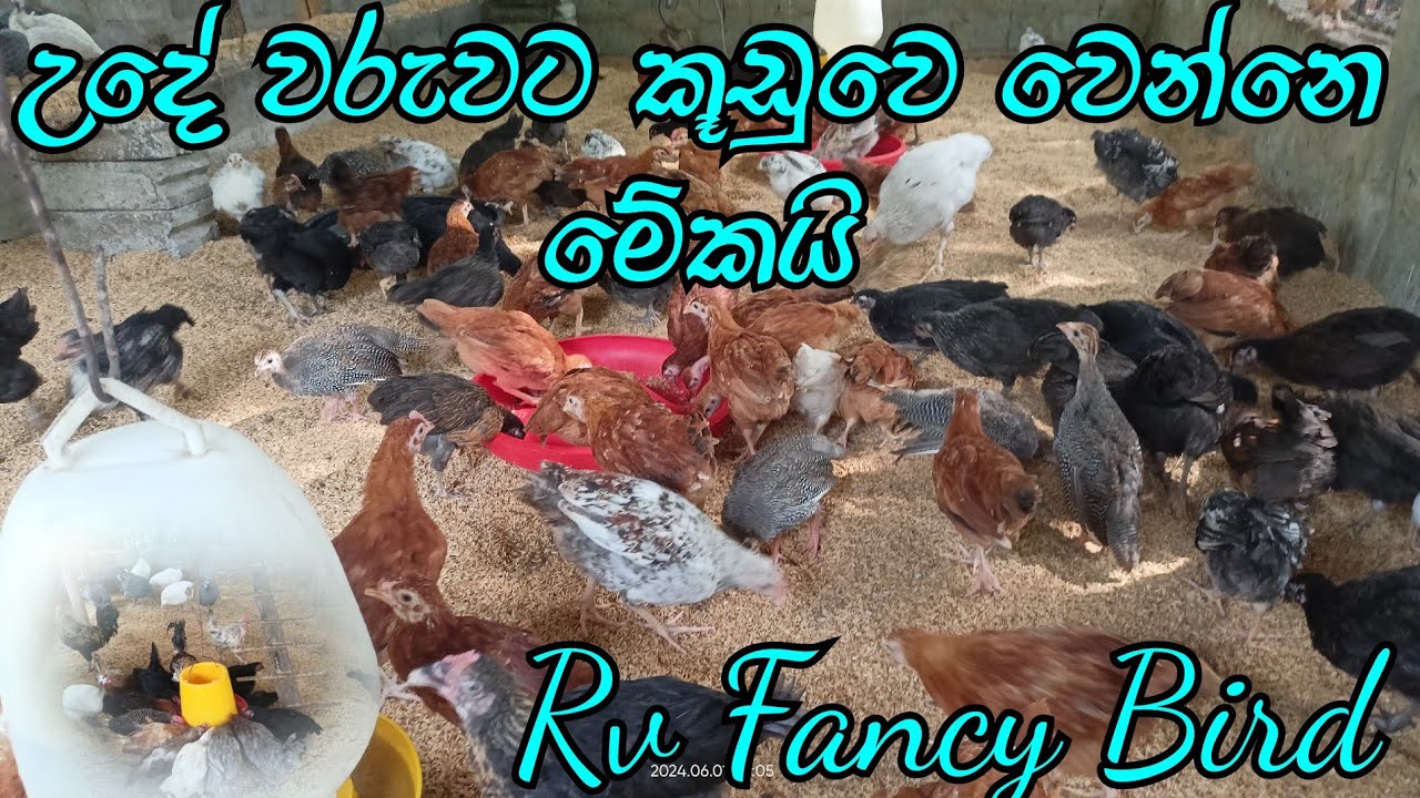 This is what happens in the cage in the morning | Rv Fancy Bird 🐓🐓