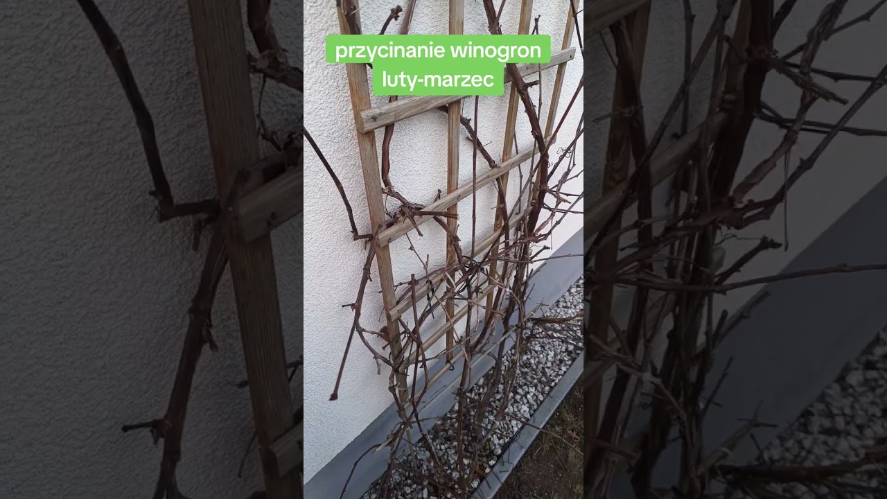 przycinanie winorośli luty-marzec #garden