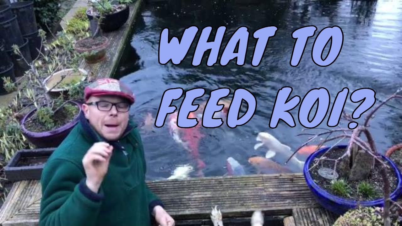 What do you feed koi carp? - Feed koi | What to feed koi?